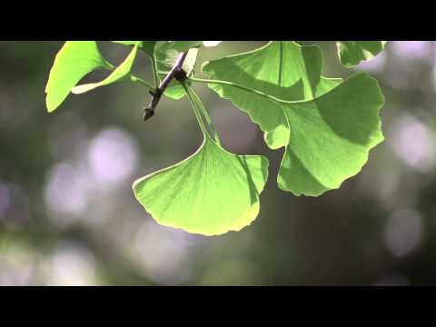 ONSS Natural Solution