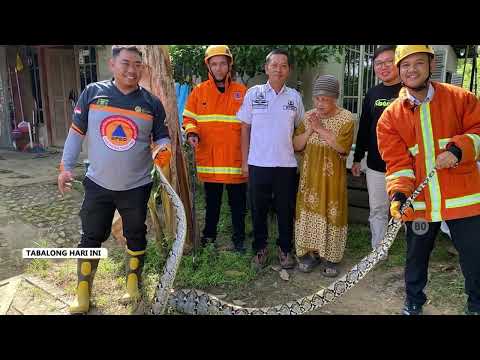 Didominasi Ular, BPBD Tangani 7 Kasus Satwa Liar Selama Januari 2026