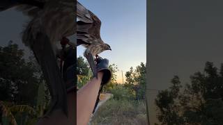 Download lagu MELATIH KEMBALI ELANG BK SETELAH SEKIAN LAMA DILEPAS LIARKAN DI HUTAN DAN KEMBALI LAGI KERUMAH mp3