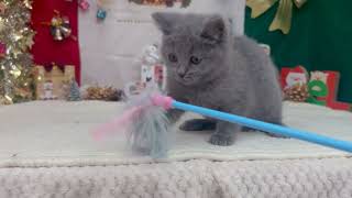 ブリティッシュショートヘアの動画01