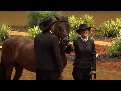 Paso Fino Grand National Show - Class Videos by Stunning Steeds