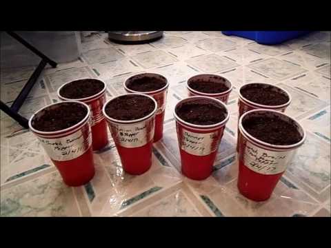 Seed Starting for 2017: Super Hot Peppers, Eggplants, and Onions