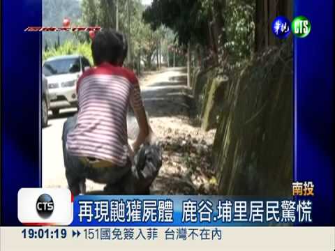 狂犬病鼬獾竄台 中部地區佔8例