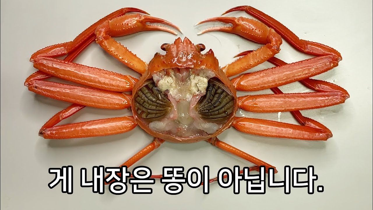 당신이 '게'에서 보지 못한 것들 - 홍게 해부