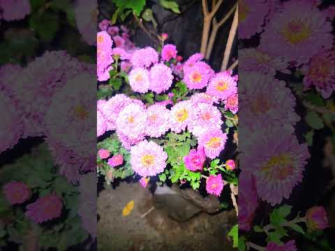 Beautiful garden Beautiful flowers 💐 viral #trending #shortsvideo #nupur garden