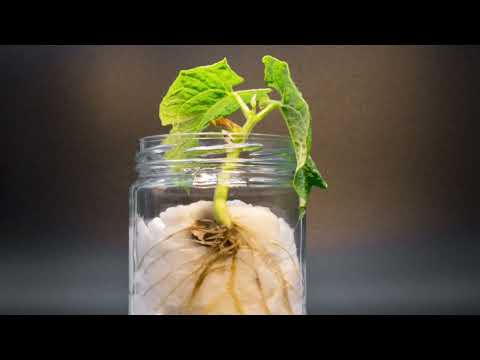 How To Grow A Bean Plant In A Jar? - Timelapse