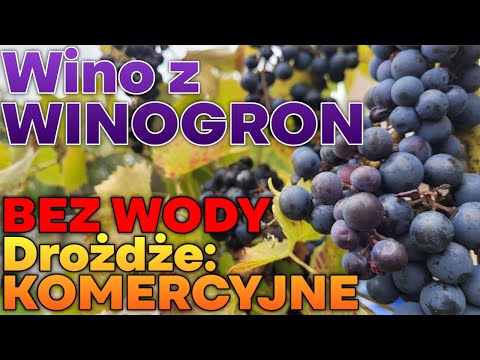 🍇 How to Make Wine from Grapes? Step-by-Step Recipe + Yeast Comparison (Wild vs. Commercial)