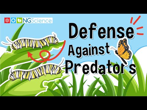 Defense Against Predators