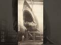 The megalodon 😱