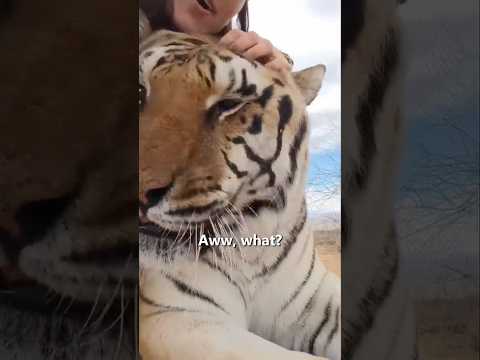Her Tiger Friend Zion 😍