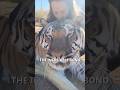 A Day With Her Tiger Friend Zion 😍