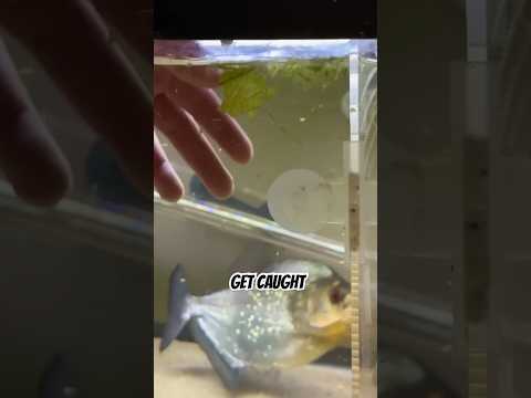 Can You Pet a Black Piranha? Exotic Fish Care Guide