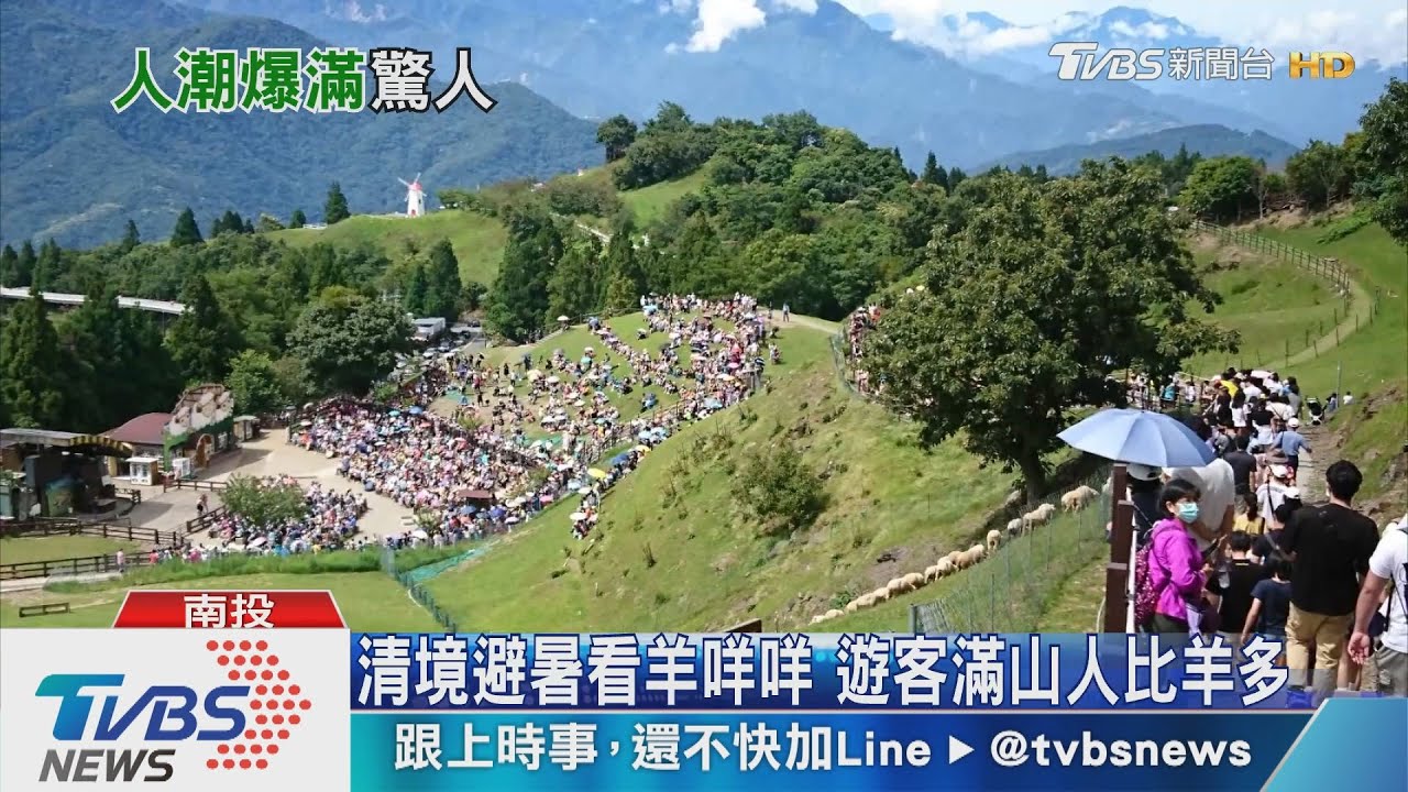 清境避暑看羊咩咩　遊客滿山人比羊多