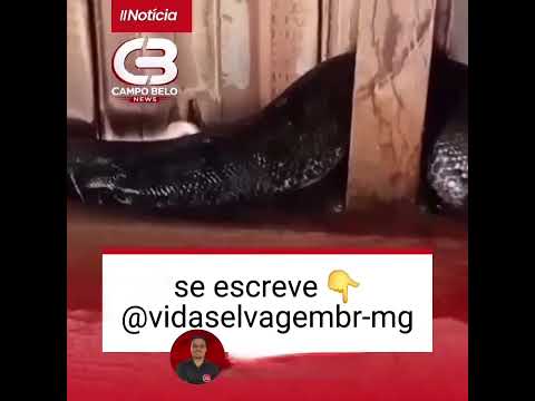 sucuri é filmada na comunidade do pimenta: em Aguanil MG #serpente #fypシ゚viral#crocodile#sospantanal