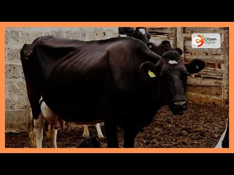 Serikali ya kaunti ya Bungoma yasambaza ng'ombe wa maziwa