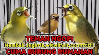 Download lagu Dakun pacitan vs dakun garut bedal satu koloni mp3 Download lagu Dakun pacitan vs dakun garut bedal satu koloni mp3