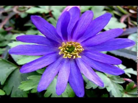 C H A R M I N G   -  S P R I N G  -   F L O W E R S  -   !