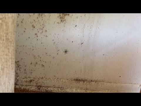 A Terrifying Bed Bug Infestation in Dunellen, NJ