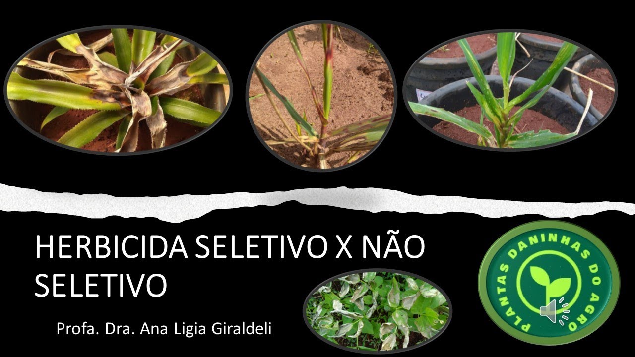 HERBICIDA SELETIVO X NÃO SELETIVO