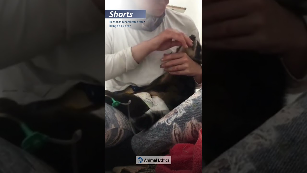 Racoon is rehabilitated after being hit
