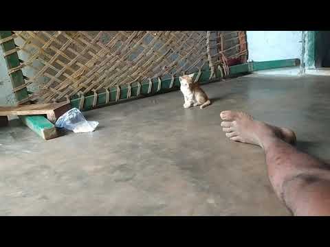 😹 Niveda cute tom new 😍🐈 video