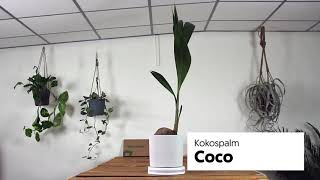 Kokospalm - Coco - Potmaat 19 - 110cm hoog 🌿