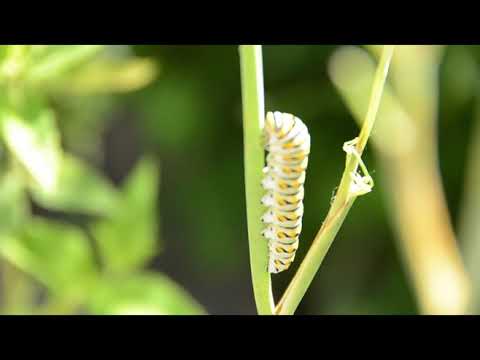 Plants Trailer