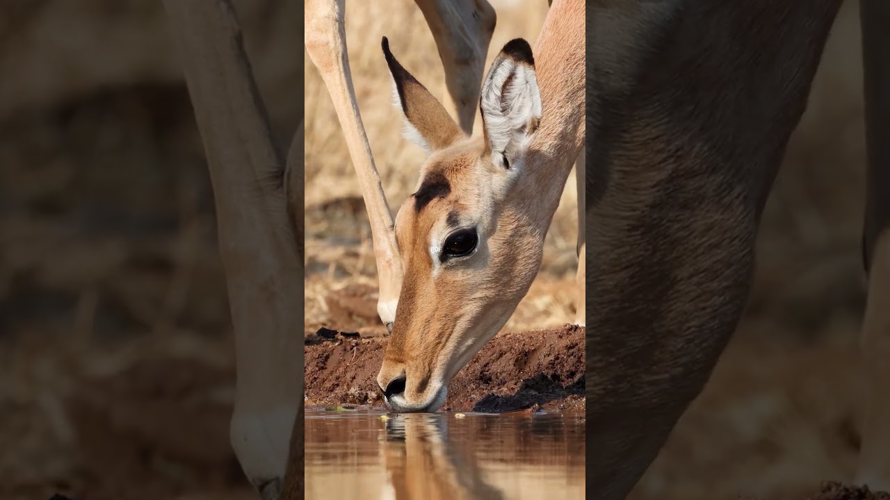 Impala Drinking Mechanics and Waterhole Vigilance