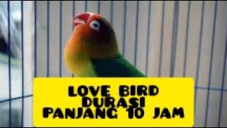Download lagu LOVE BIRD DURASI PANJANG 10 JAM MASTERAN MURAI mp3