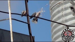 PCP Daystate Air Ranger - Pest Bird Control