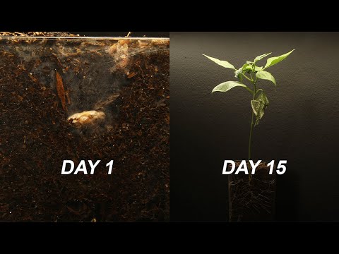Pinto Bean Time Lapse Cross Section - 15 Days