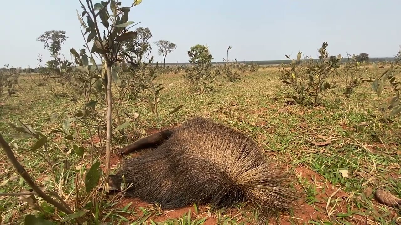 Behaviour pattern: Thermoregulatory sleeping