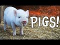 Pigs! Pig Facts and Learning About Pigs for Kids