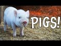 Pigs Pig Facts And Learning About Pigs For Kids