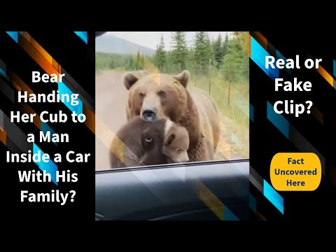 Un'orsa consegna il suo cucciolo a un uomo in macchina con la sua famiglia: video vero o falso?