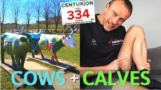 Training for a 50 Mile Ultra | North Downs Way 50 Weekly Training Vlog | COWS AND CALVES