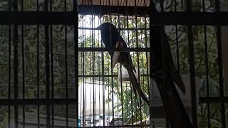 Download lagu sri gunting / jekitut hitam. mp3