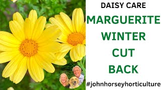 SAVE YOUR MARGUERITE DAISIES BEFORE WINTER STRIKES