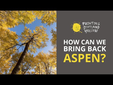 Painting Scotland Yellow: how can we bring back aspen? webinar