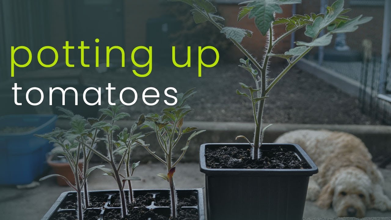 Potting Up Tomatoes: Why, What, How and When