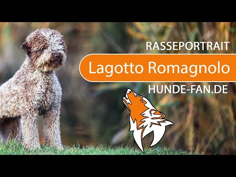 download lagu mp3 mp4 Lockige Hunderassen, download lagu Lockige Hunderassen gratis, unduh video klip Lockige Hunderassen