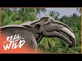 Uncovering The Dinosaurs Of The Great Plains Paleo Sleuths Real Wild