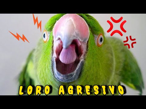My parrot is AGGRESSIVE!! Why? What do I do? 🤔🤔