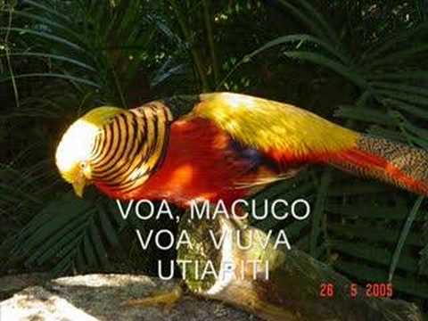 Passaredo- Chico buarque