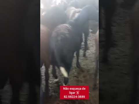 carneiros a venda em Dois Riachos. Alagoas