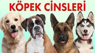 Köpek Cinsleri ve Özellikleri - Köpek Irkları 1. Bölüm | Konuşan Kedi 