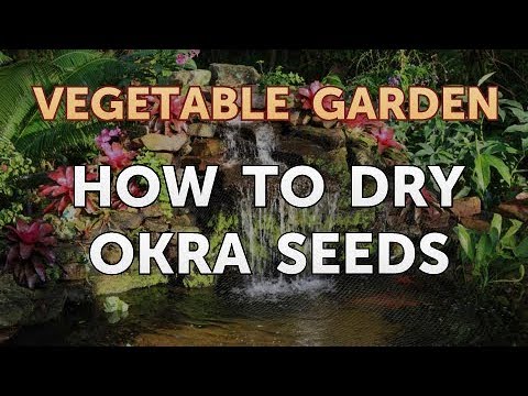 download lagu mp3 mp4 How To Dry Okra Seeds, download lagu How To Dry Okra Seeds gratis, unduh video klip How To Dry Okra Seeds