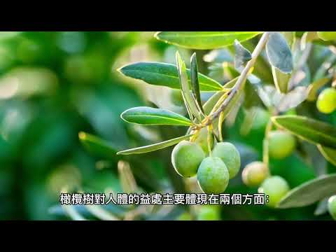 橄欖樹盆栽