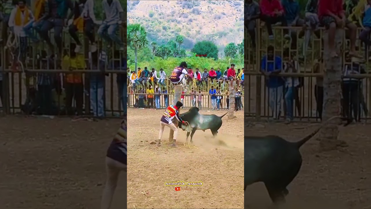 #music #love #coversong #song #bgm #bull #cow