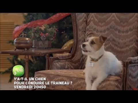 Y a-t-il un chien pour conduire le traîneau ? - Bande Annonce [VF]